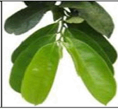 guyabanoleaves